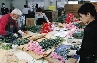 鮮やかなカーネーションで感謝を　西尾で母の日に向け出荷ピーク