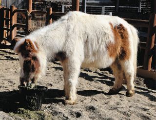 ポニー・大五郎の柵改修に　飯田信金が市立動物園へ100万円寄付