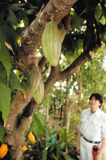 チョコの原料、カカオの実を見に来てね　各務原の内藤記念くすり博物館