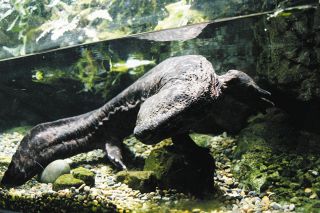 アクア・トトぎふだより>オオサンショウウオ 外来種との交雑 アクア・トトぎふだより>オオサンショウウオ 外来種との交雑