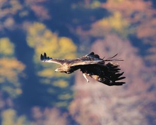 ＜県境のぎふと＞イヌワシの子育て見守って　伊吹山