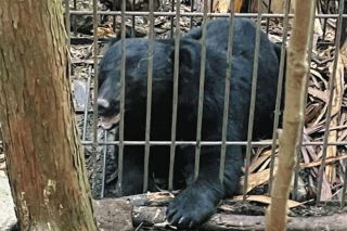 ツキノワグマ「指定希少種」三重県が解除検討へ　出没相次ぎ「クマアラート」運用の構え