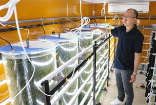 沖縄県の珍味「海ぶどう」の陸上養殖、志摩から全国へ　天候や海の状態に影響されない技術を確立