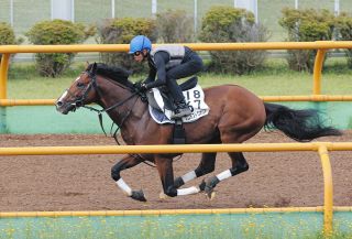【エルムS追い切り】プロミストウォリア、荻野琢を背に軽めの調整 野中師「しっかりやってきましたからね。微調整程度で十分」