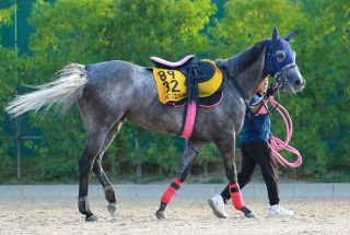 昭和52年 宝塚記念 トウショウボーイ 武邦彦 亡き父から「『いい仕事したな』と珍しく褒めてもらえた気がした