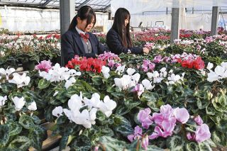 シクラメンの栽培、継承に力　恵那農業高の校内ハウスで50種1万株を栽培
