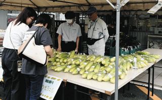 旬のスイートコーン　朝採りで格別の甘さ　瀬戸で販売