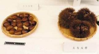 栗の新品種「えな大豊」大粒で収穫量も多く　岐阜県が開発「栗きんとんにも向く」