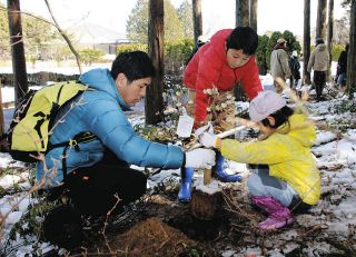 「奇麗に咲いて」ミツマタの苗植樹　菰野・県民の森で親子連れら40人
