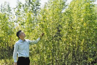 神事や産業、医療分野で活用「正しい使い方で大麻文化の復興、発展に寄与したい」　三重大が研究拠点設立