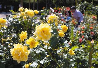 浜名湖ガーデンパークでバラ見ごろ　香り、形　華やか