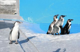 南知多ビーチランドにペンギンの赤ちゃん２羽お目見え　今の時期だけグレーの毛並み