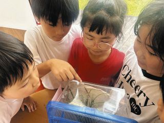 ピンク色した「幸運のバッタ」　岐阜県土岐市・泉小学校児童が成長見守る