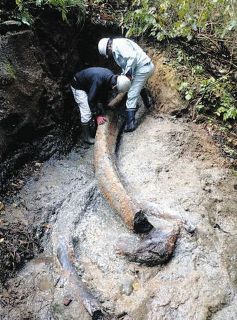 信州大教授が探るクジラ進化の謎　クラファンで発掘・調査費用募る