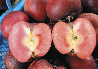 希少！ 長野県産の赤果肉リンゴでシードル　2800本完成、限定販売