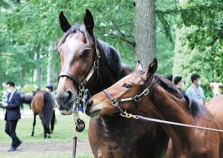 【村本浩平コラム】牝馬２冠スターズオンアイスの半弟がセレクトセールで落札、１億4000万円でハンマー