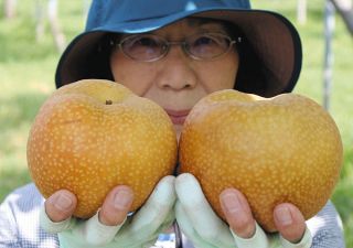 甘くてシャキシャキ食感最高！　愛知県安城市で大玉の梨「甘ひびき」収穫始まる