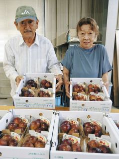 押水イチジク 出荷始まる　宝達志水 ハウスもの