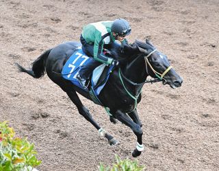 昨年の2着馬・マイネルウィルトス、臨戦態勢　宮師「予定通り、いい感じでしたね」【アルゼンチン共和国杯追い切り】