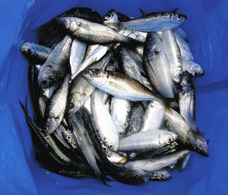 アジ回遊待ち　サビキに１５センチ１匹と残念　サッパ＆小セイゴは連発　三重・四日市港