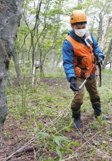 上高地でニホンジカ試験捕獲　貴重な生態系への影響懸念