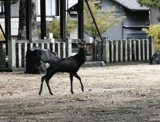 愛知県産　天然川ウナギ　４４０ｇ　６月８日捕獲分　！！ 天然ウナギ川で捕獲して保育所へ 地元愛する男性が始めた子どもたちへの食育　島根　NNNセレクション