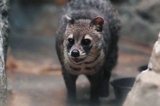 油絵、水彩…膳所の風景描く 大津で「ゼゼ絵画クラブ」作品展：中日新聞Web