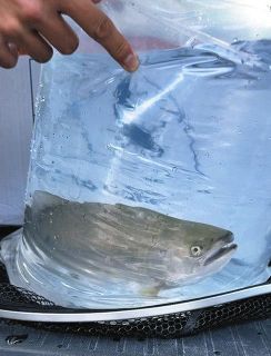 サツキマス郡上からアクア・トトへ