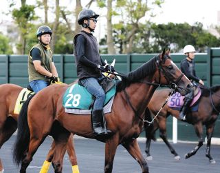 【菊花賞・枠順確定】2枠4番に決まったショウナンガルフに北村助手「内めの偶数枠なのは良かったですね」
