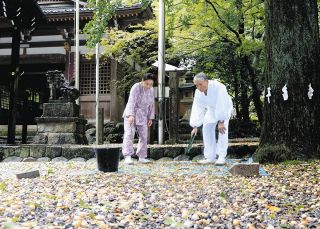 御神木から落ちたギンナン 境内一面に　いなべ市・賀毛神社「自由に拾って」