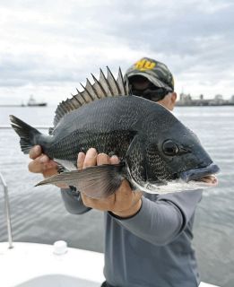 グレ 好機 モンスターにぶち切られ 三重県南伊勢町・贄浦磯：中日