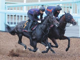 【レパードS追い切り】ソニックスターがアルシミスト、ニュージーズと3頭併せ 太田助手「思った通りの調整ができています」