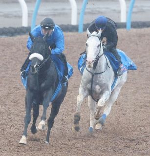 ハヤヤッコ、しっかり末脚伸ばし順調　国枝師は雨予報歓迎「馬場が重くなって有利に働くかな」【競馬】
