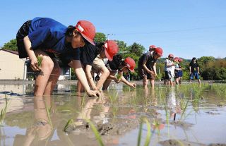 泥まみれになって田植え体験　多気・津田小児童、豊作を願う