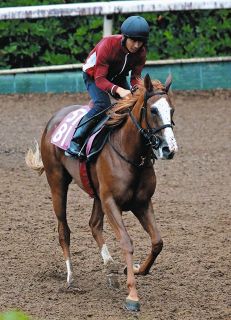 ディープインパクトは落札価格7350万円が種牡馬の価値は51億円に…ただ