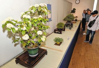 花や芽吹きで春を感じて　26、27日ライン盆栽会が可児で作品展