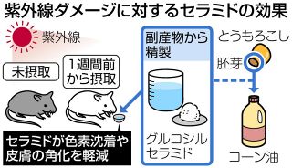 紫外線対策にコーンの成分？グルコシルセラミドが有効か　三重大学と辻製油が研究　「機能性表示食品への応用に期待」
