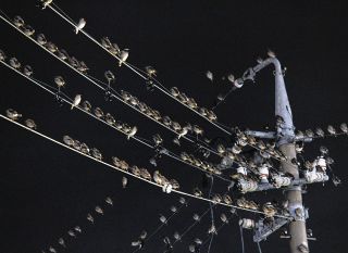 岐阜羽島駅前でムクドリ大量発生　鳴き声、ふん害…対策手探り　
