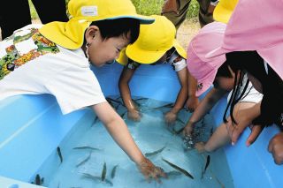 「大きくなってね」　園児ら参加し多治見の土岐川で稚アユの放流式