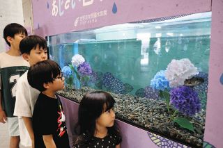 梅雨前に水槽はアジサイいっぱい　アクア・トト 紫や青、魚も造花も