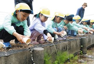 ホタルが見られますように　川越で園児がカワニナ放流