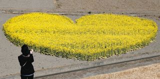 黄色いハートに春の予感　三重県津市の休耕田に菜の花畑