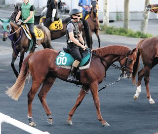 【カシオペアS・傾向と対策】勝率33％超の3勝クラス断然好成績　5勝挙げる4歳馬が勝率＆連対率ともトップ　松山騎手の安定感が際立つ