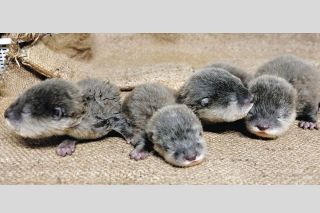 早く会いたい！コツメカワウソの四つ子の赤ちゃん誕生　来年1月公開予定、アクア・トトぎふ