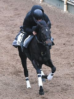 マスクトディーヴァ、さすがの脚力 初のマイル戦に辻野師「新しい経験が次につながってくれたら」【東京新聞杯追い切り】