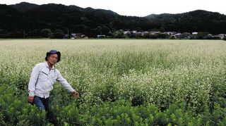 白い秋一面　「多賀そば」の花、見頃