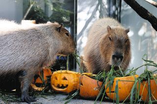 カピバラさん、カボチャをどうぞ！　ハロウィーン前に大垣養老高校の生徒らアクア・トトぎふを訪問