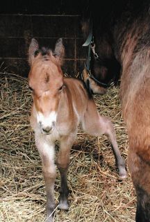 木曽馬の里で今年唯一の子馬が誕生　鹿毛の雄、体重約30キロ
