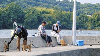 エンタ目・深田晃司監督　想田和弘監督の「五香宮の猫」