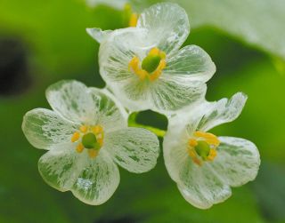 ＜県境のぎふと＞天生湿原のサンカヨウ　濡れると透ける花びら